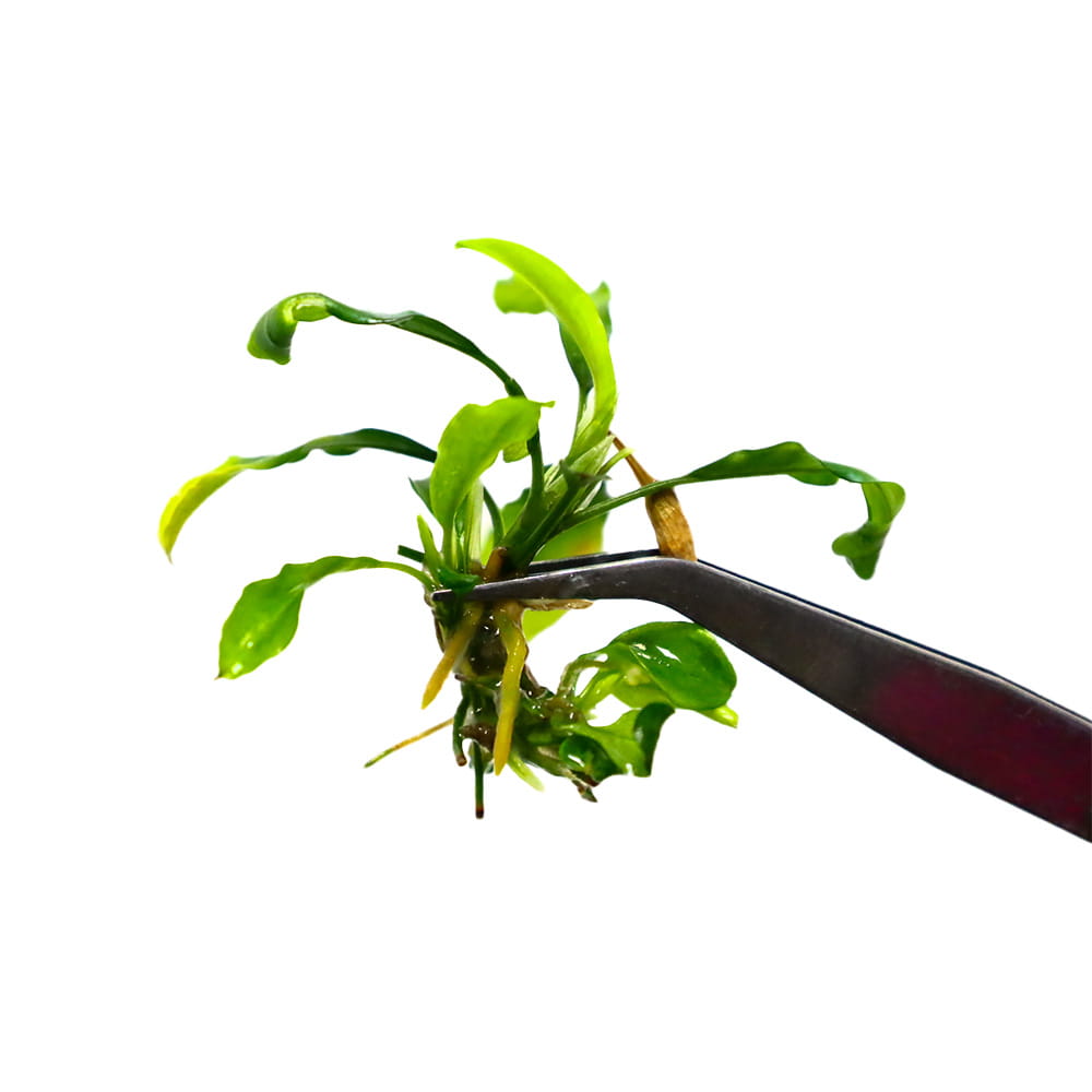 Wavy leaves.jpg